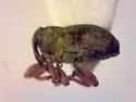Ceutorhynchus medialis - photo 2