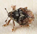 Ceutorhynchus neglectus - photo 2