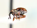 Ceutorhynchus neglectus - photo 3