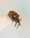 Ceutorhynchus neglectus - photo 4