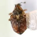 Ceutorhynchus neglectus - photo 5