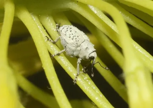 Ceutorhynchus nodipennis 0 - Ceutorhynchus nodipennis