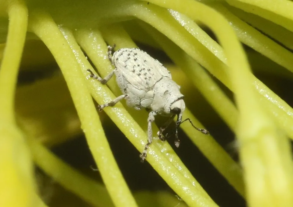 Ceutorhynchus nodipennis 0 - photo 2