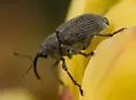 Ceutorhynchus omissus - Ceutorhynchus omissus