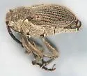 Ceutorhynchus omissus - photo 2