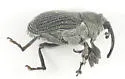 Ceutorhynchus omissus - photo 4
