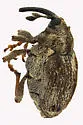 Ceutorhynchus oregonensis - Ceutorhynchus oregonensis