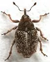 Ceutorhynchus pusillus - Ceutorhynchus pusillus