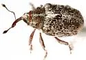 Ceutorhynchus pusillus - photo 2