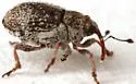 Ceutorhynchus pusillus - photo 3
