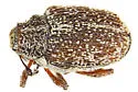 Ceutorhynchus pusillus - photo 4