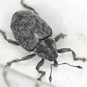 Ceutorhynchus querceti - photo 2