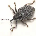 Ceutorhynchus querceti - photo 3