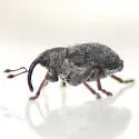 Ceutorhynchus querceti - photo 4