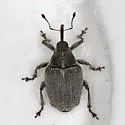 Cabbage Curculio - photo 2