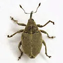 Cabbage Curculio - photo 3
