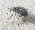 Cabbage Curculio - photo 4
