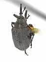 Cabbage Curculio - photo 5