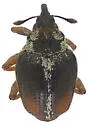 Ceutorhynchus semirufus - photo 2