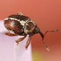 Ceutorhynchus semirufus - photo 3