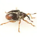 Ceutorhynchus semirufus - photo 4