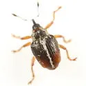 Ceutorhynchus semirufus - photo 5