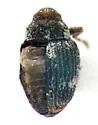 Ceutorhynchus squamatus - Ceutorhynchus squamatus