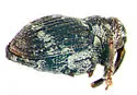 Ceutorhynchus squamatus - photo 2