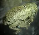 Ceutorhynchus squamosulus - photo 3