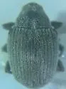 Ceutorhynchus squamosulus - photo 4