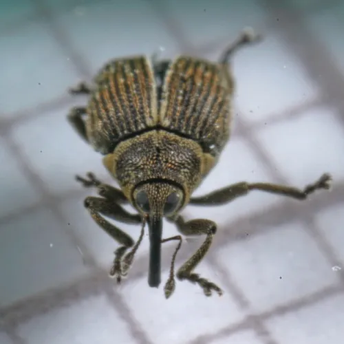 Ceutorhynchus typhae - photo 3