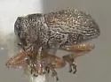 Ceutorhynchus zimmermannii - Ceutorhynchus zimmermannii