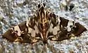 Chabula acamasalis - Hodges#5199.3 - Chabula acamasalis