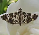 Chabula acamasalis - Hodges#5199.3 - photo 2