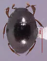Chaetabraeus chandleri