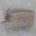 Waxed Sallow Moth - Hodges#9948 - Chaetaglaea cerata