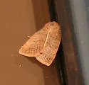 Silky Sallow - Hodges#9950