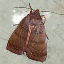 Silky Sallow - Hodges#9950 - photo 2