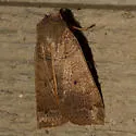 Silky Sallow - Hodges#9950 - photo 3