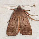 Silky Sallow - Hodges#9950 - photo 4