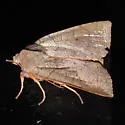 Trembling Sallow - Hodges#9949
