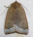 Trembling Sallow - Hodges#9949 - photo 2