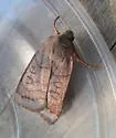 Trembling Sallow - Hodges#9949 - photo 3