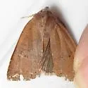 Trembling Sallow - Hodges#9949 - photo 4