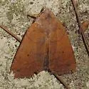 Trembling Sallow - Hodges#9949 - photo 5
