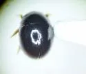 Chaetarthria nigrella