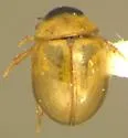 Chaetarthria ochra