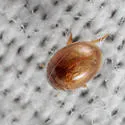 Chaetarthria pallida - photo 2