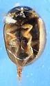 Chaetarthria pallida - photo 3