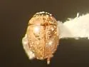 Chaetarthria pallida - photo 4